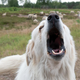 Image for article titled We are now one step closer to talking dogs